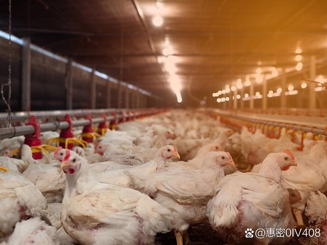 肉鸡生态养殖如何保障安全？-图2