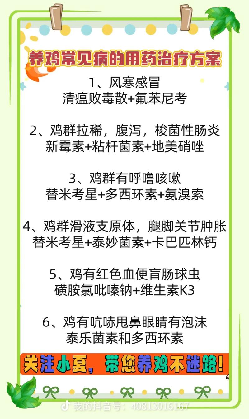 肉鸡生态养殖如何保障安全？-图3