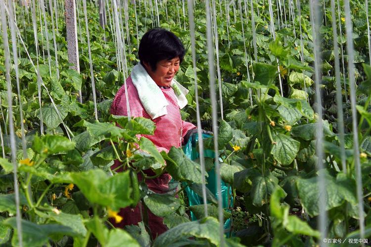 大包黄瓜管理技术视频有哪些要点?-图1 大包黄瓜管理技术视频有哪些要点?-图1