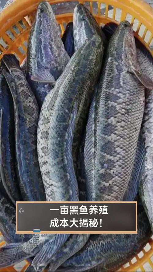 山东黑鱼养殖提供技术-图2