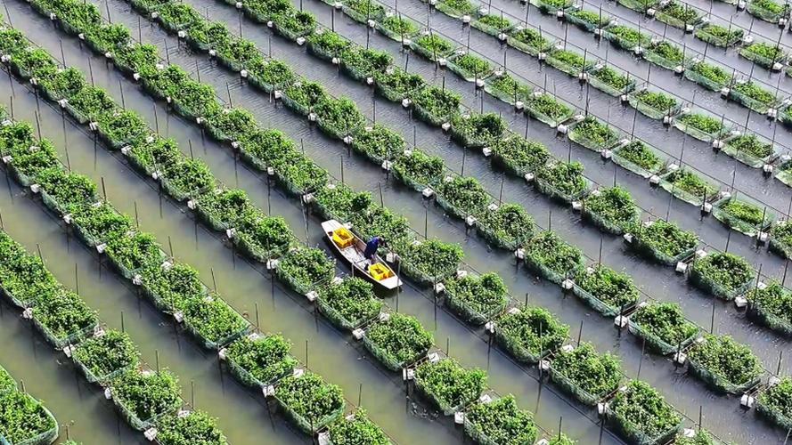 黄鳝养殖技术池塘网箱-图1