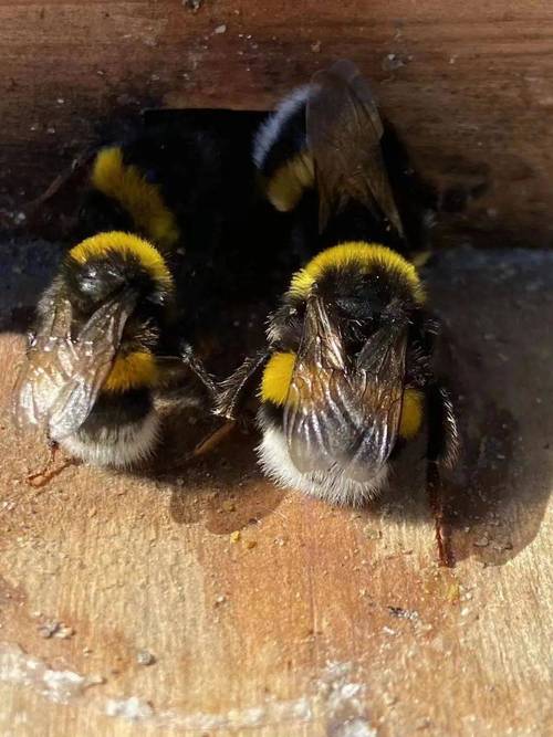 中华蜜蜂蜂王价格究竟是多少？-图1