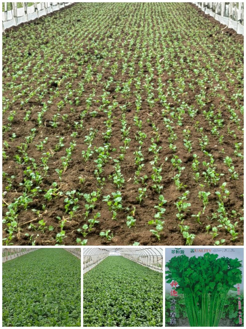 广州香菜品种有何特别之处?-图1 广州香菜品种有何特别之处?-图1