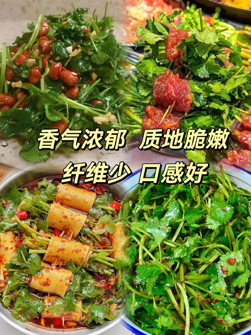 广州香菜品种有何特别之处?-图2 广州香菜品种有何特别之处?-图2