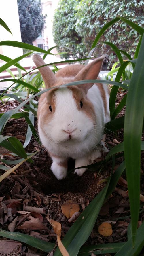 哪些兔子品种适合当宠物?-图2 哪些兔子品种适合当宠物?-图2