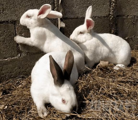 哪些兔子品种适合当宠物?-图3 哪些兔子品种适合当宠物?-图3