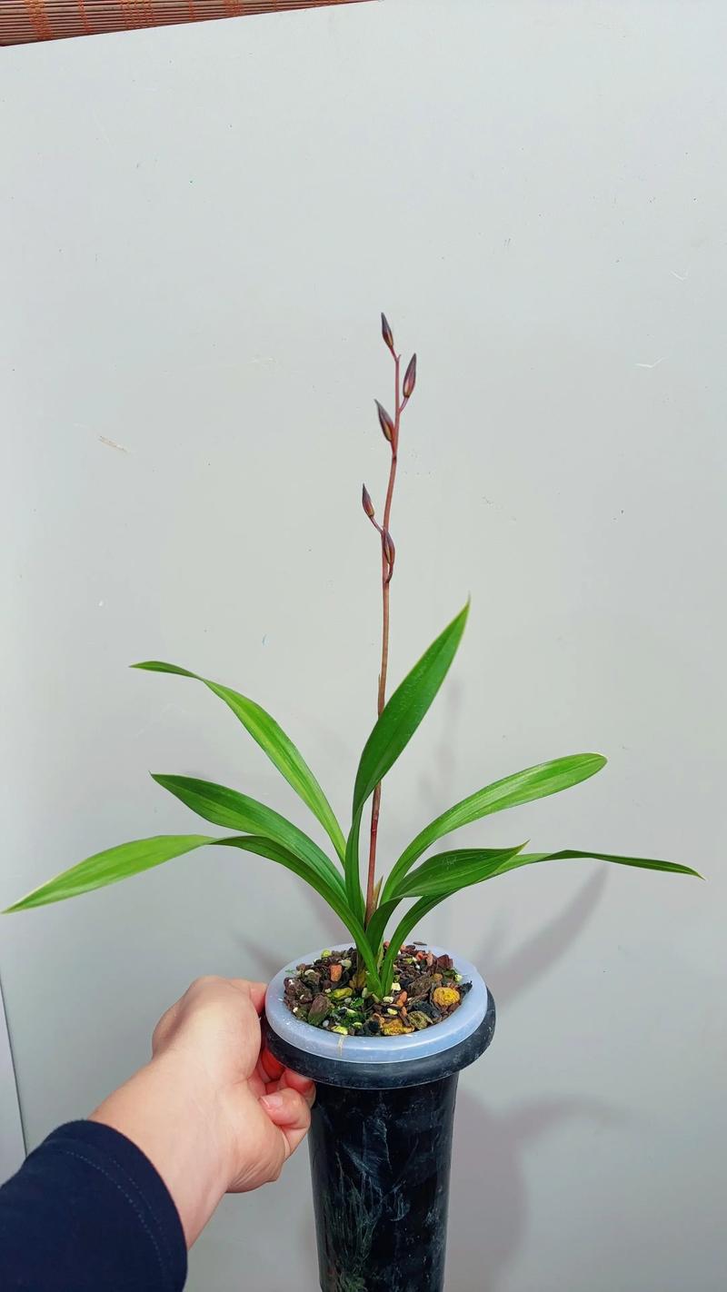 墨兰名贵品种有哪些？-图3