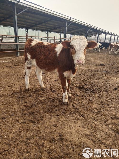 东北西门塔尔牛犊价格多少？-图3