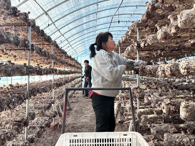 花菇种植视频,新手能学会吗?-图1 花菇种植视频,新手能学会吗?-图1