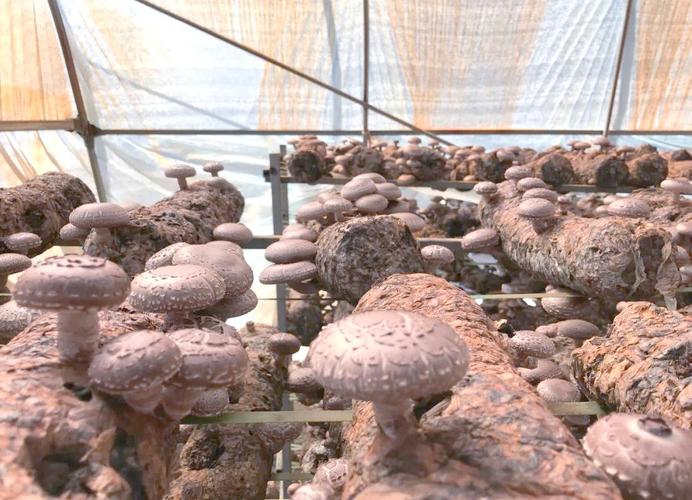 花菇种植视频,新手能学会吗?-图2 花菇种植视频,新手能学会吗?-图2