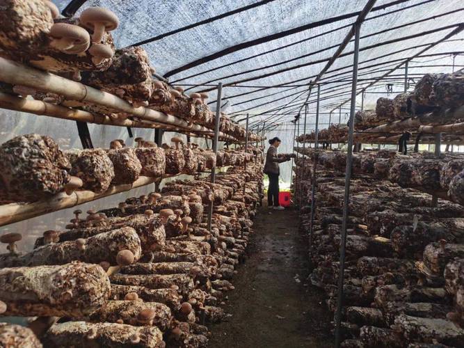 花菇种植视频,新手能学会吗?-图3 花菇种植视频,新手能学会吗?-图3