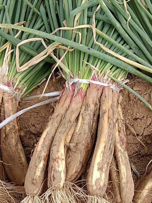 2025红葱价格预测-图3