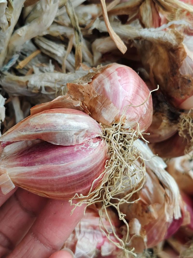 2025红葱价格预测-图2