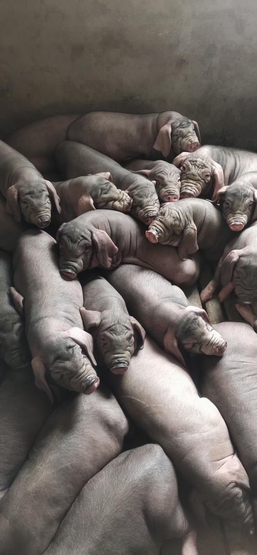 陕西散养选啥猪品种好？-图1