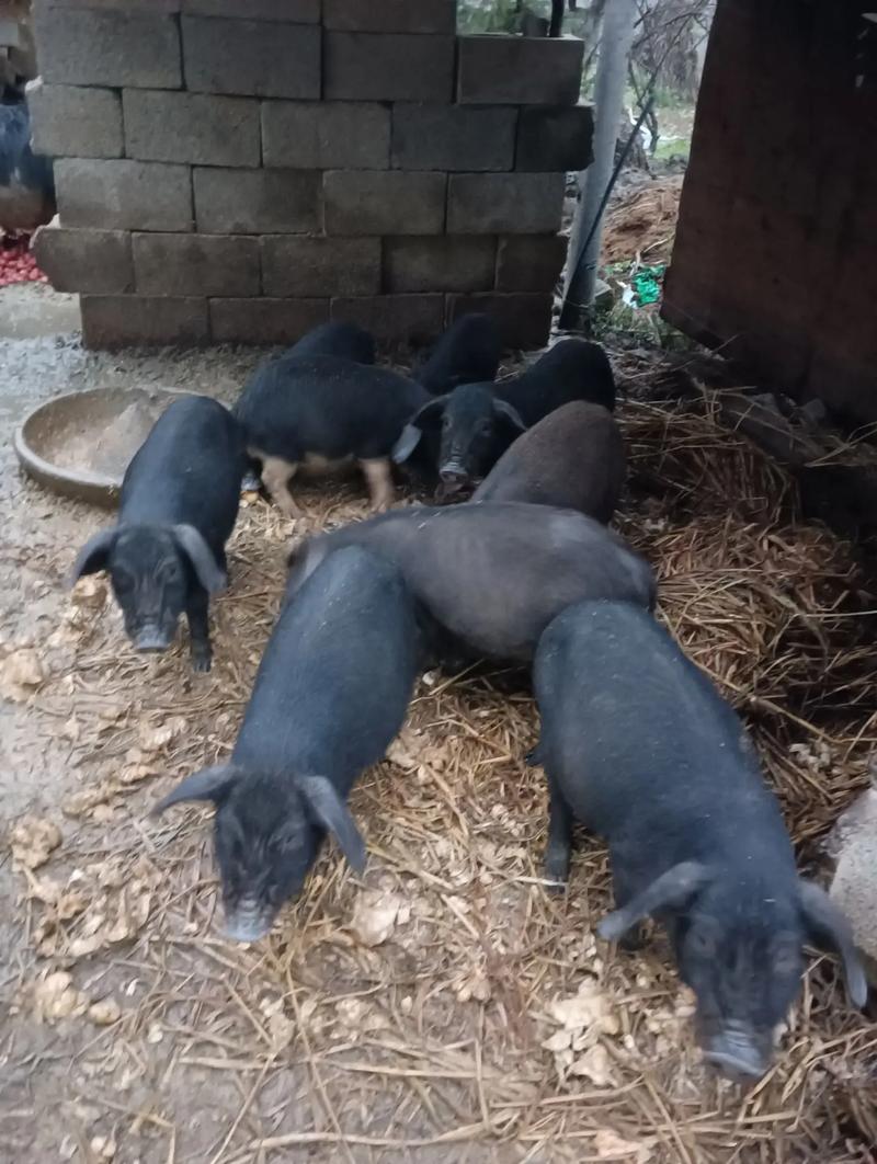 陕西散养选啥猪品种好？-图2