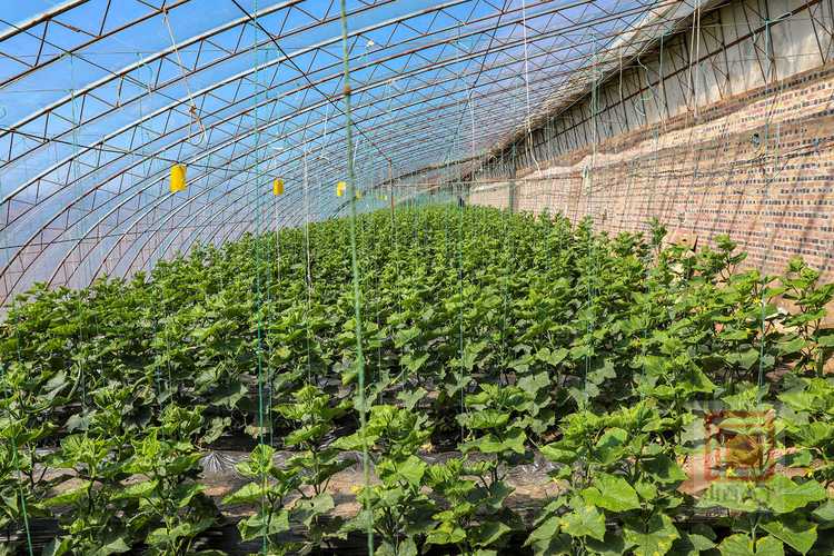 春季大棚黄瓜咋管理才能高产?-图2 春季大棚黄瓜咋管理才能高产?-图2