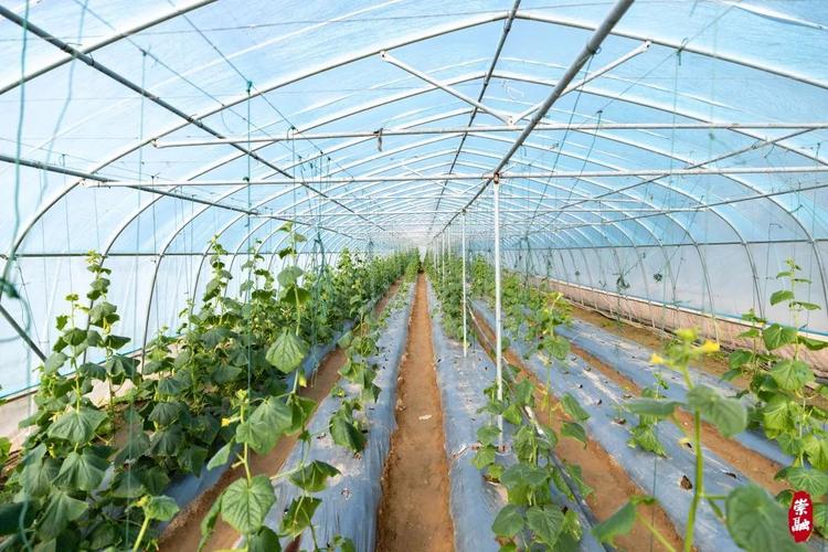 春季大棚黄瓜咋管理才能高产?-图1 春季大棚黄瓜咋管理才能高产?-图1