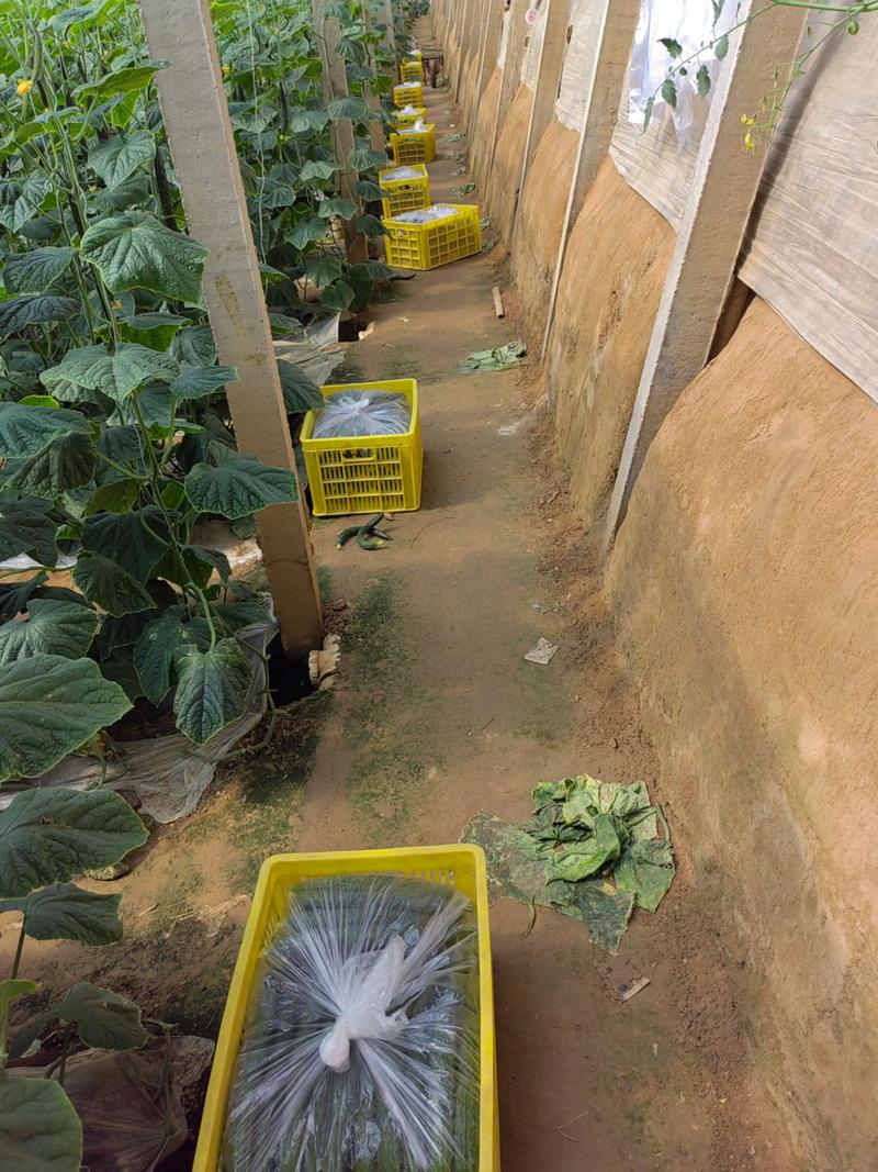 春季大棚黄瓜咋管理才能高产?-图3 春季大棚黄瓜咋管理才能高产?-图3