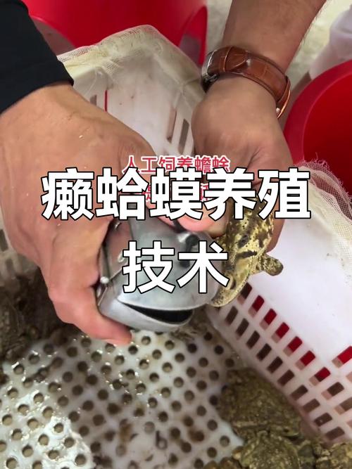 哪里能下载青蛙养殖技术视频？-图3