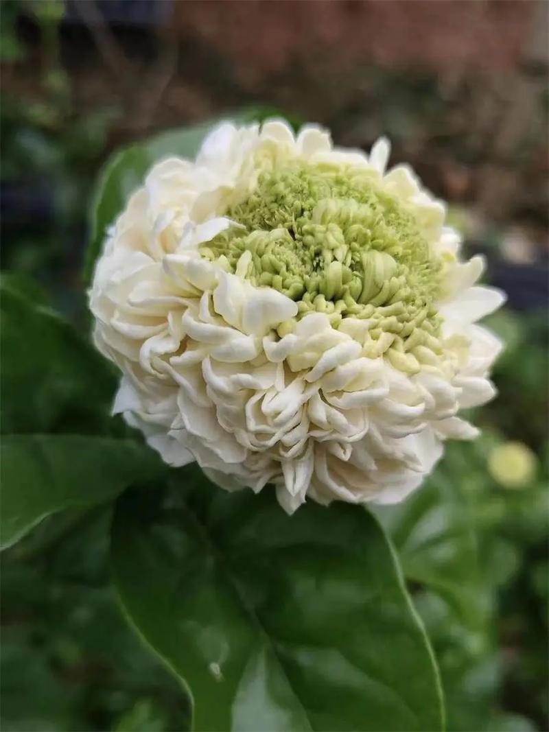 虎头茉莉什么品种最好养又健壮?-图1 虎头茉莉什么品种最好养又健壮?-图1