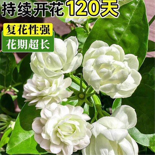 虎头茉莉什么品种最好养又健壮?-图2 虎头茉莉什么品种最好养又健壮?-图2