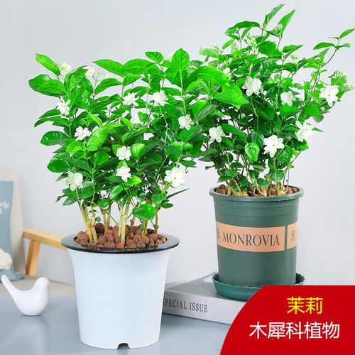 虎头茉莉什么品种最好养又健壮?-图3 虎头茉莉什么品种最好养又健壮?-图3