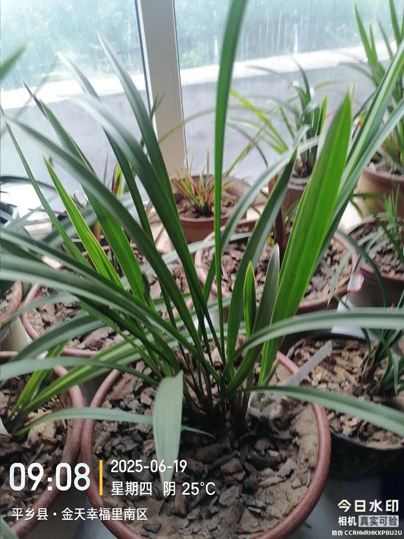 建兰小桃红到底分几个品种?-图2 建兰小桃红到底分几个品种?-图2