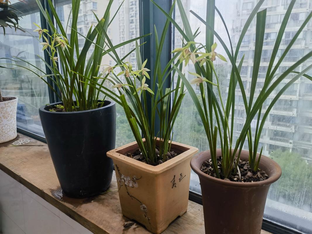 建兰小桃红到底分几个品种?-图3 建兰小桃红到底分几个品种?-图3