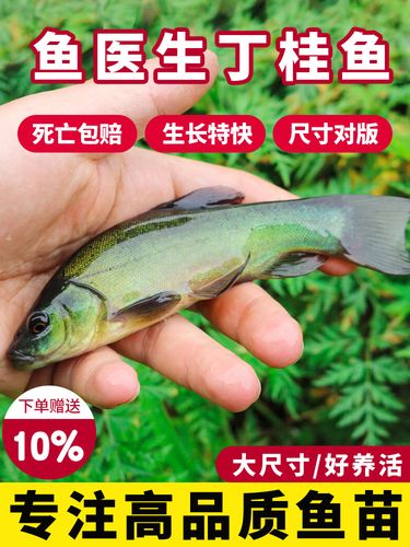 浙江丁桂鱼苗价格多少钱一斤？-图2