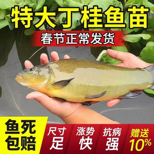 浙江丁桂鱼苗价格多少钱一斤？-图3