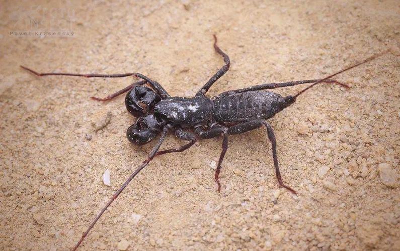 广东的蝎子是什么品种-图1