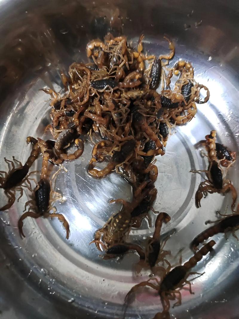 广东的蝎子是什么品种-图3