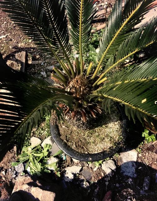 铁树有哪些品种?图片怎么区分?-图1 铁树有哪些品种?图片怎么区分?-图1