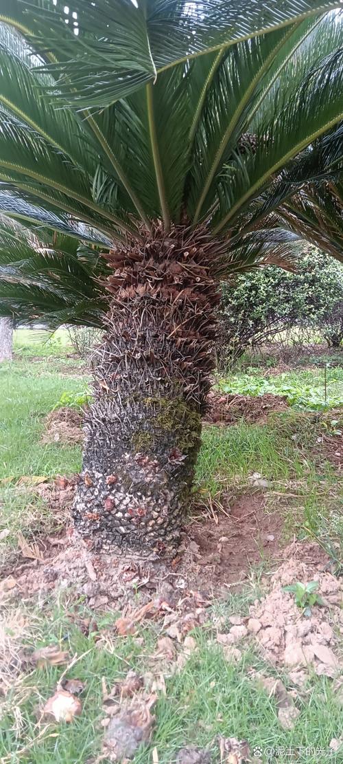 铁树有哪些品种?图片怎么区分?-图2 铁树有哪些品种?图片怎么区分?-图2