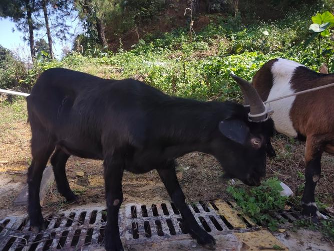 广西有多少种山羊品种-图1