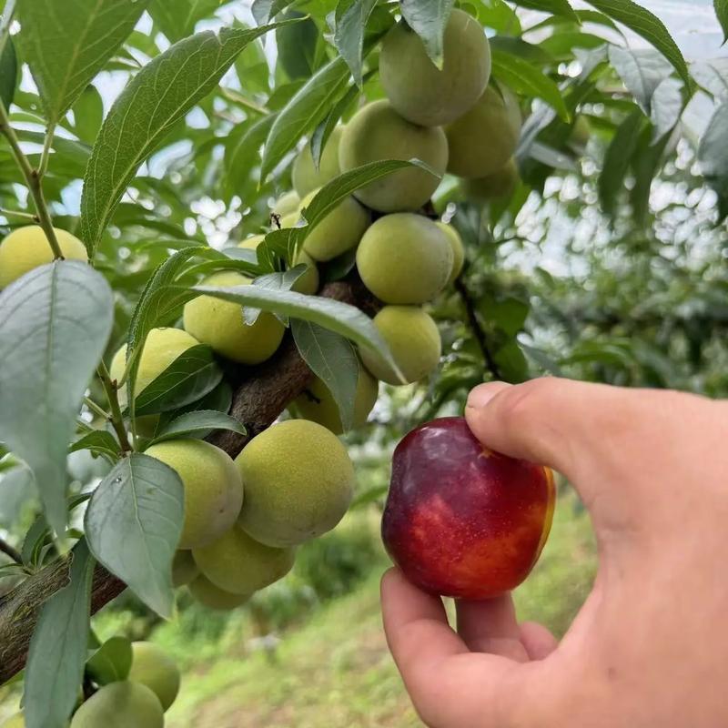 最晚熟水果有哪些品种-图2