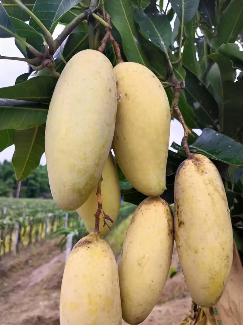 最晚熟水果有哪些品种-图1