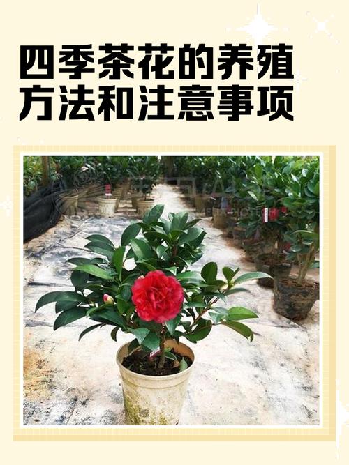 冬季室内茶花怎么养才好？-图1