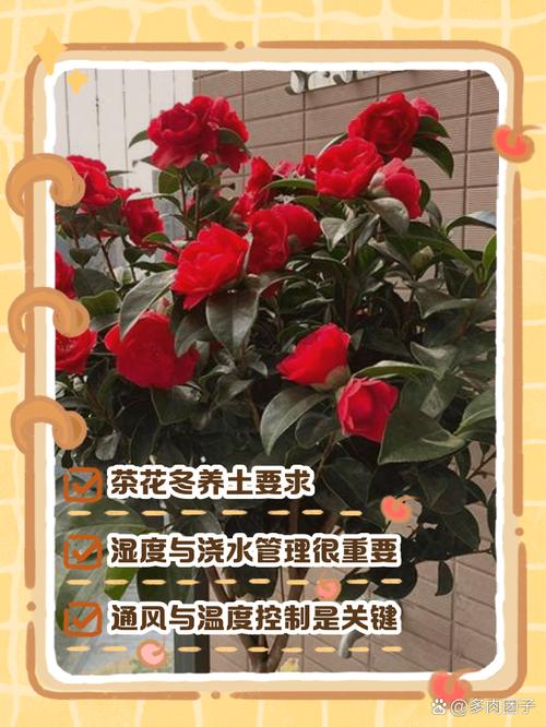 冬季室内茶花怎么养才好？-图2