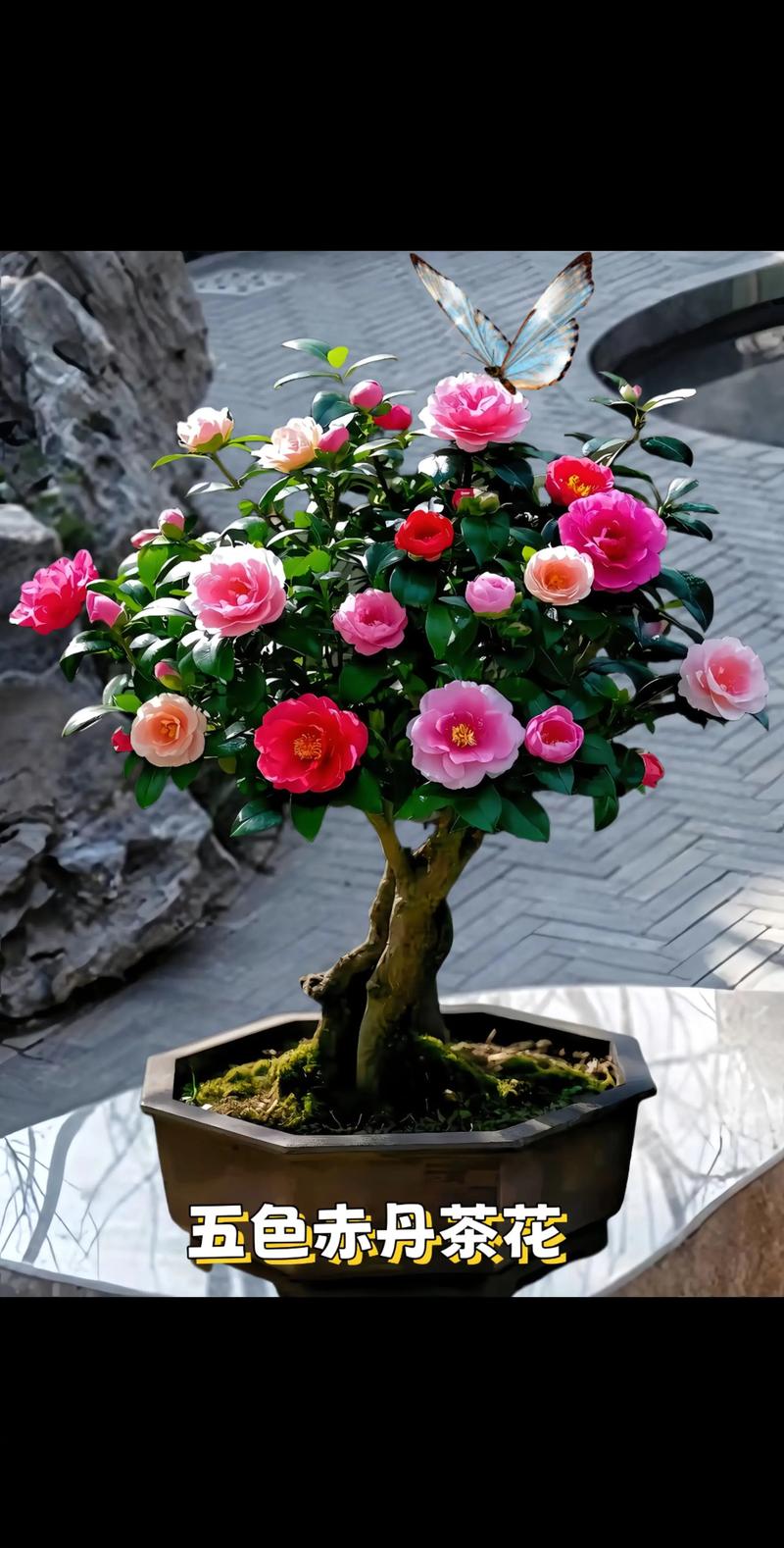 冬季室内茶花怎么养才好？-图3