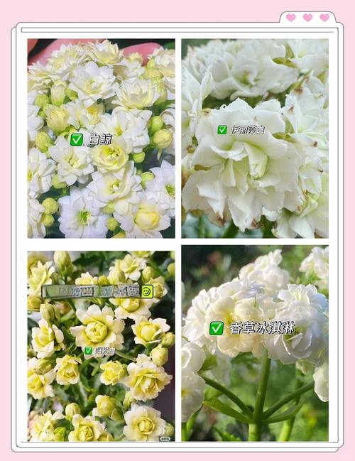 白色长寿花有哪些常见品种？-图1