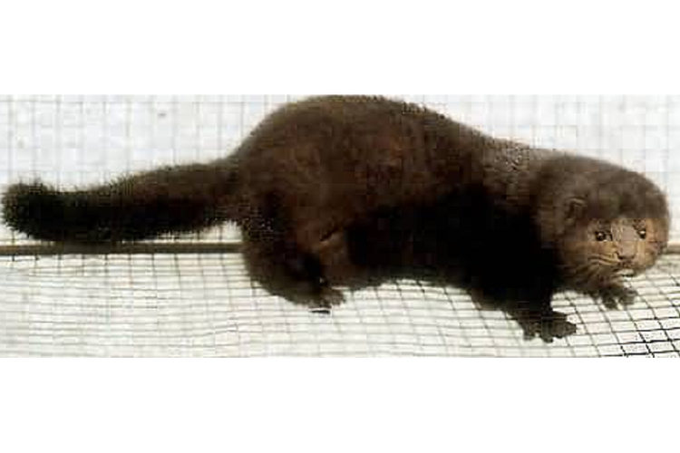 山东水貂最新行情价多少?-图1 山东水貂最新行情价多少?-图1