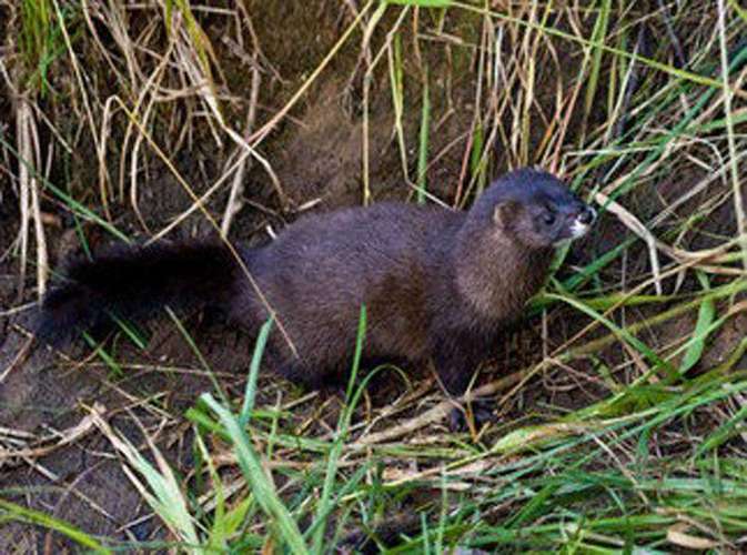 山东水貂最新行情价多少?-图2 山东水貂最新行情价多少?-图2