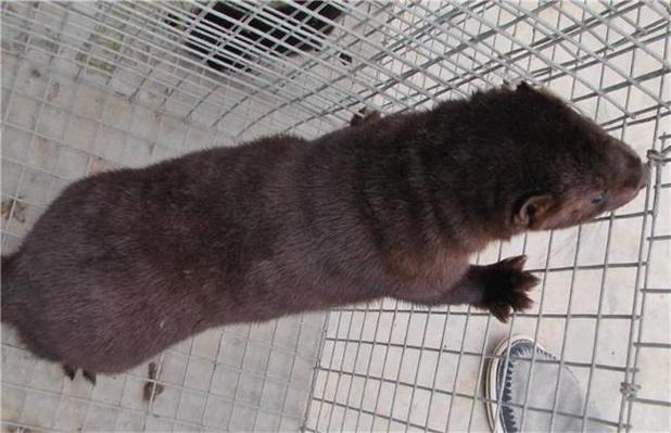 山东水貂最新行情价多少?-图3 山东水貂最新行情价多少?-图3