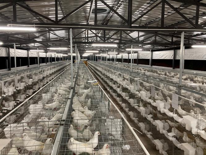 肉鸽乳鸽人工养殖技术有哪些关键要点?-图1 肉鸽乳鸽人工养殖技术有哪些关键要点?-图1