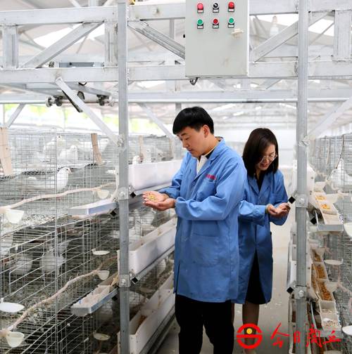 肉鸽乳鸽人工养殖技术有哪些关键要点?-图3 肉鸽乳鸽人工养殖技术有哪些关键要点?-图3