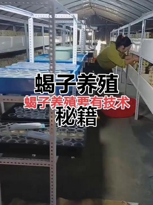 蝎子育苗有哪些关键技术？-图3