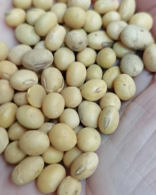 安徽宿州今日大豆价格多少钱？-图1