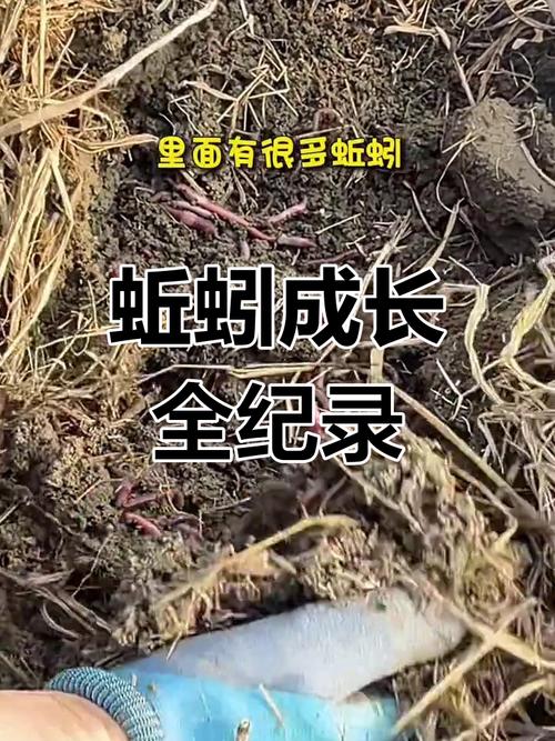 山西吕梁蚯蚓养殖技术有哪些关键要点?-图2 山西吕梁蚯蚓养殖技术有哪些关键要点?-图2