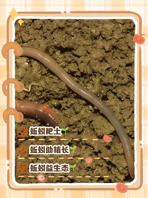 山西吕梁蚯蚓养殖技术有哪些关键要点?-图3 山西吕梁蚯蚓养殖技术有哪些关键要点?-图3